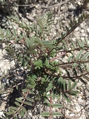 Hedysarum ucrainicum