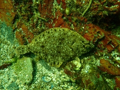 Lepidopsetta