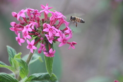 Apis mellifera
