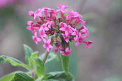 Apis mellifera