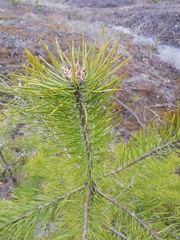 Pinus sylvestris