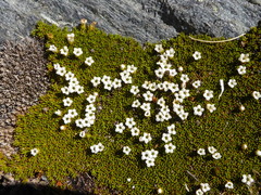 Dracophyllum muscoides