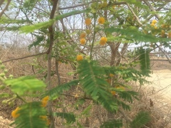 Vachellia campechiana