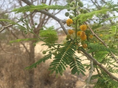 Vachellia campechiana