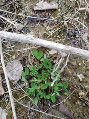 Trifolium