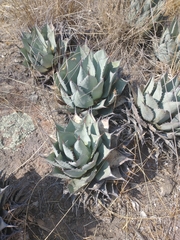 Agave parryi truncata