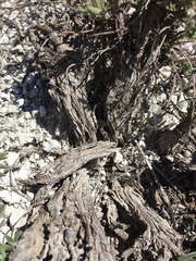 Hedysarum ucrainicum