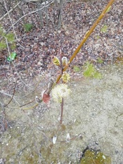Salix