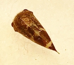 Ophiderma pubescens