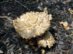 Stropharia rugosoannulata lutea