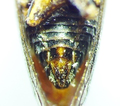 Ophiderma pubescens
