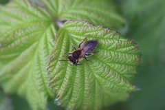 Andrena helvola