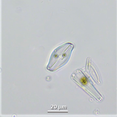 Eucocconeis flexella