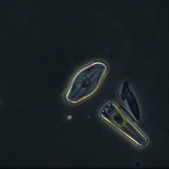 Eucocconeis flexella