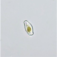 Eucocconeis flexella