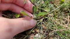 Convolvulus cantabrica