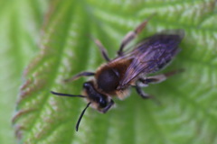 Andrena helvola