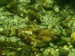 Pleuronichthys coenosus