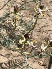 Astragalus sclerocarpus