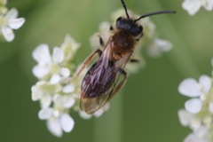 Andrena helvola