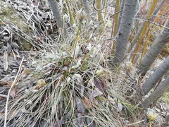 Eriophorum vaginatum
