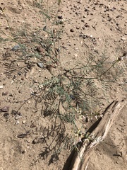 Astragalus sclerocarpus