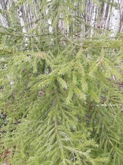 Picea obovata