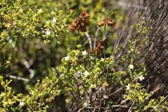 Lachnaea axillaris