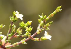 Lachnaea axillaris