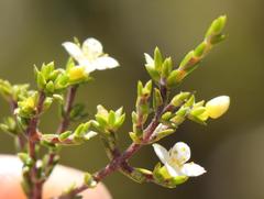 Lachnaea axillaris
