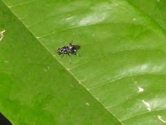 Stratiomyomorpha