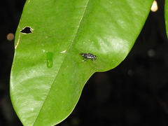 Stratiomyomorpha