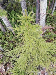 Picea obovata