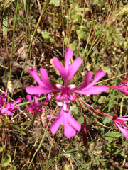 Clarkia concinna