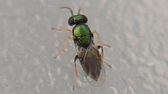 Encyrtinae