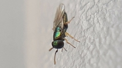 Encyrtinae