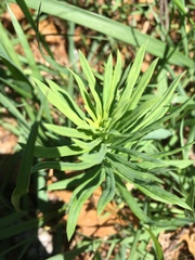 Linaria vulgaris