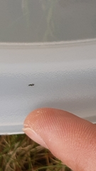 Encyrtinae