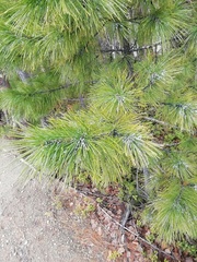 Pinus sibirica