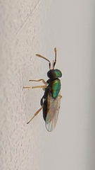 Encyrtinae