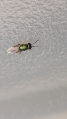 Encyrtinae
