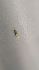 Encyrtinae