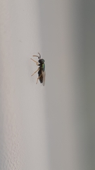 Encyrtinae