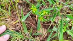 Euphorbia taurinensis