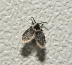 Lepiseodina conspicua