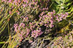 Erica dispar