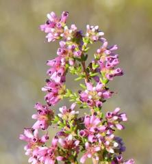 Erica dispar