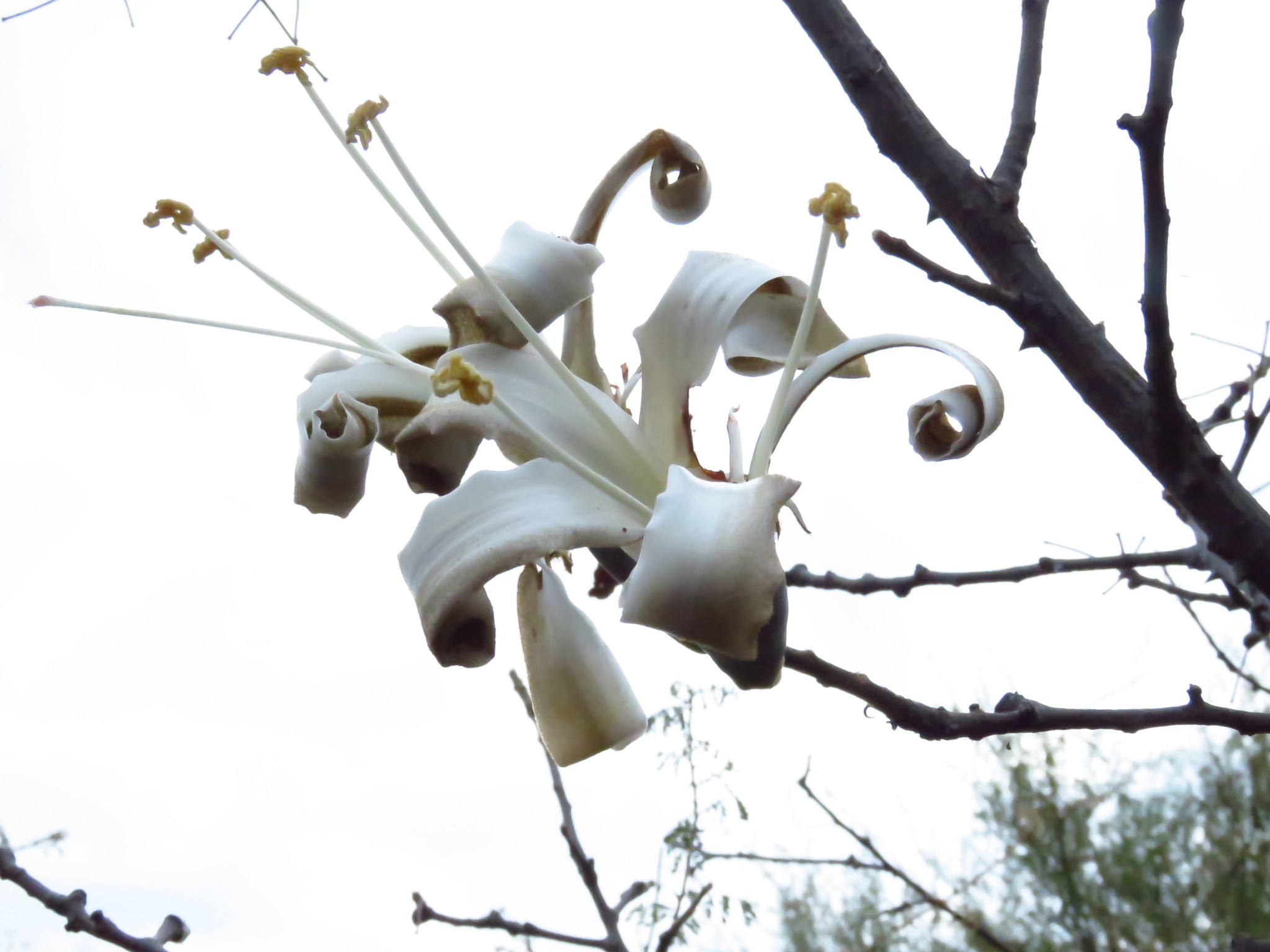Pochote (Ceiba aesculifolia) · iNaturalist