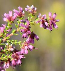 Erica dispar