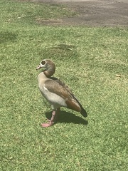 Alopochen aegyptiaca